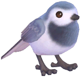 White Wagtail