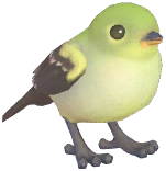Yellow-Bellied Flycatcher