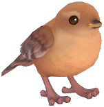 Eurasian Wren