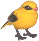 Eurasian Golden Oriole