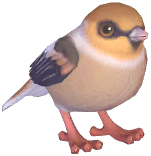 Hawfinch