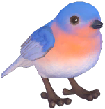 Eastern Bluebird
