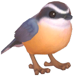 Eurasian Nuthatch