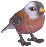 Przevalski's Parrotbill