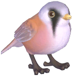 Bearded Reedling