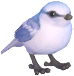 Azure Tit