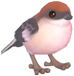 Woodchat Shrike