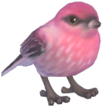 Pine Grosbeak