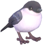 Azores Bullfinch