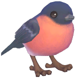 Eurasian Bullfinch