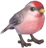 Redpoll