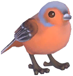 Eurasian Chaffinch