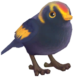 Regent Bowerbird