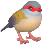 Red-Browed Finch