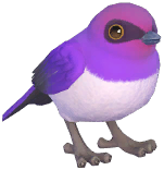 Chestnut-Cheeked Starling