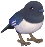 Oriental Magpie