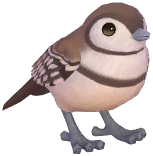 Double-Barred Finch