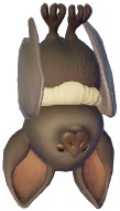 Long‑Toothed Fruit Bat