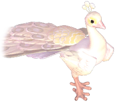 White Peafowl