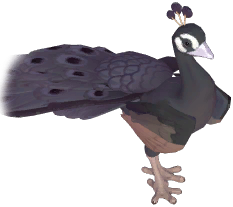 Black Peafowl