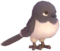 Eurasian Bullfinch