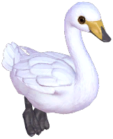 Whooper Swan