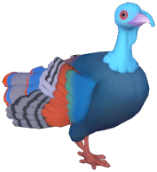 Ocellated Turkey