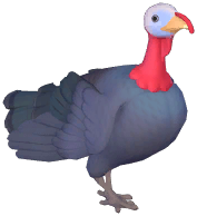 Black Turkey