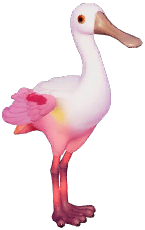 Roseate Spoonbill