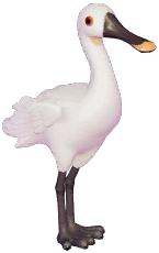 White Spoonbill