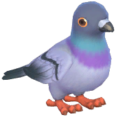 Stock Dove