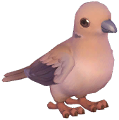 Eurasian Collared Dove