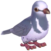 Wonga Pigeon