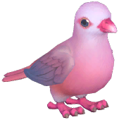 Pink Pigeon