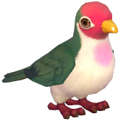 Jambu Fruit Dove