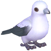 Pied Imperial Pigeon