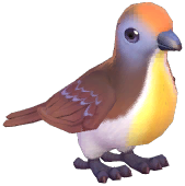 Cinnamon Ground Dove