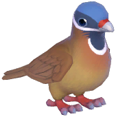 Blue-Headed Quail-Dove