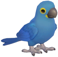 Lear's Macaw