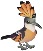 Orange Hoopoe