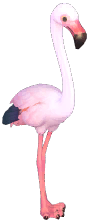 Greater Flamingo