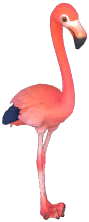 American Flamingo