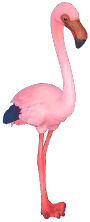 Lesser Flamingo