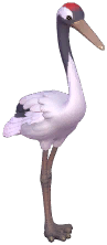 Red-Crowned Crane
