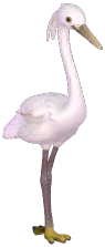 Little Egret