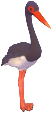 Black Stork