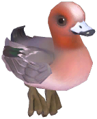Eurasian Wigeon