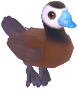 White-Headed Duck