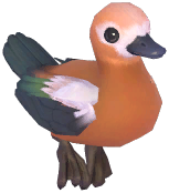 Ruddy Shelduck