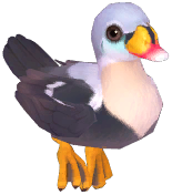 King Eider